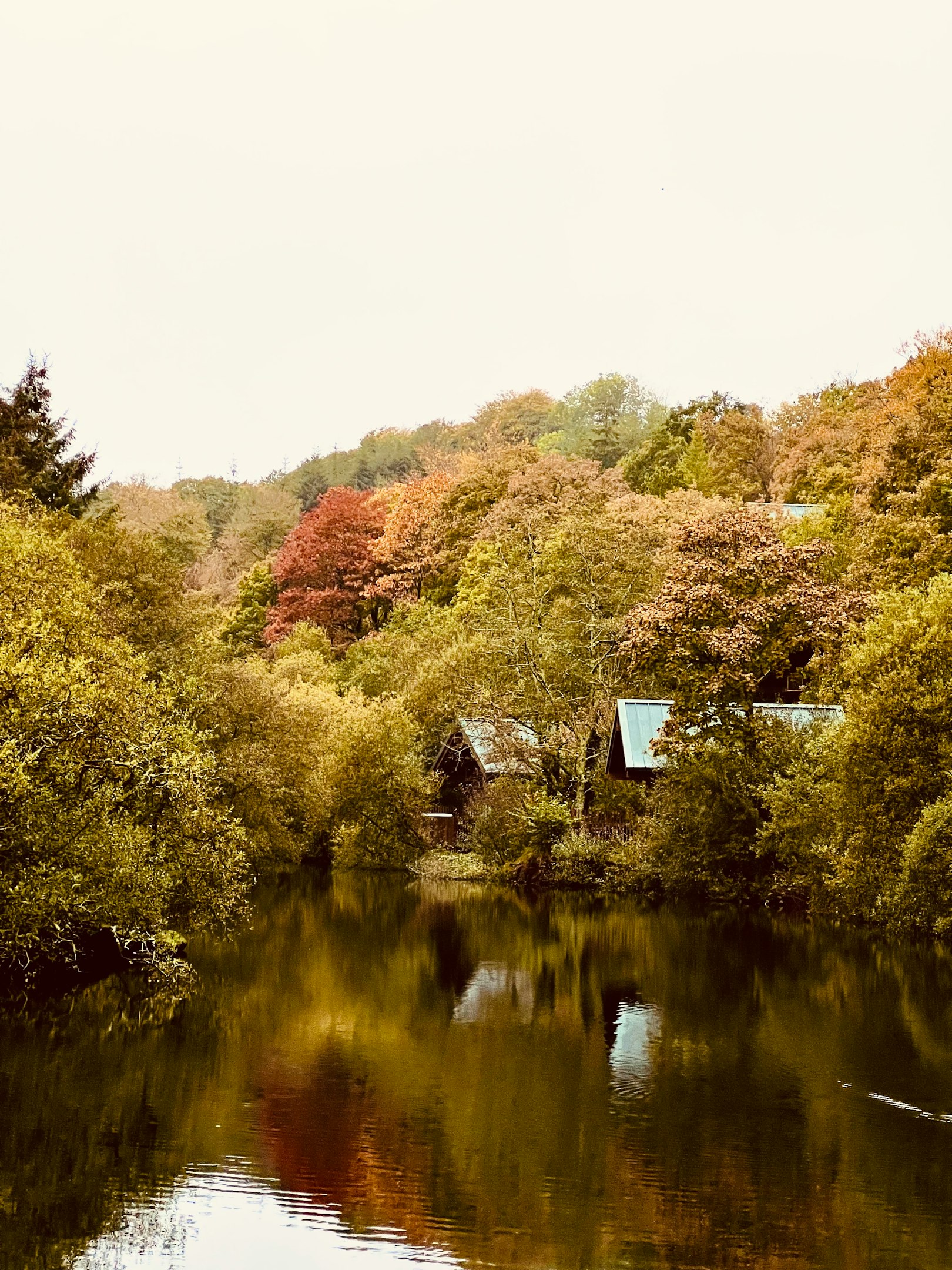a body of water with trees around it