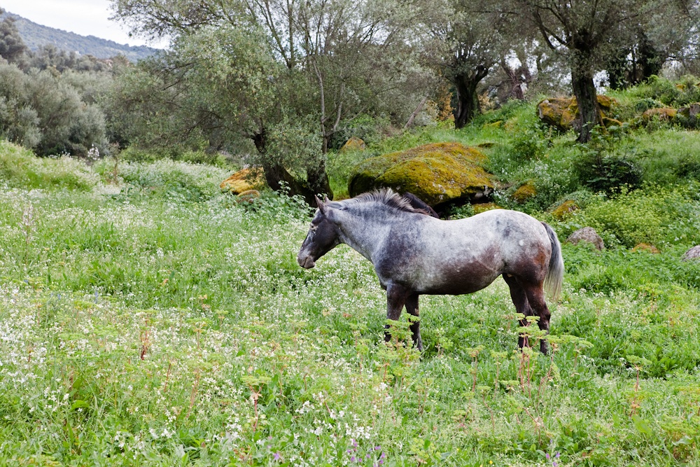 Filitosa - Cheval corse 
dans un champ 
d'oliviers - Avril 2010