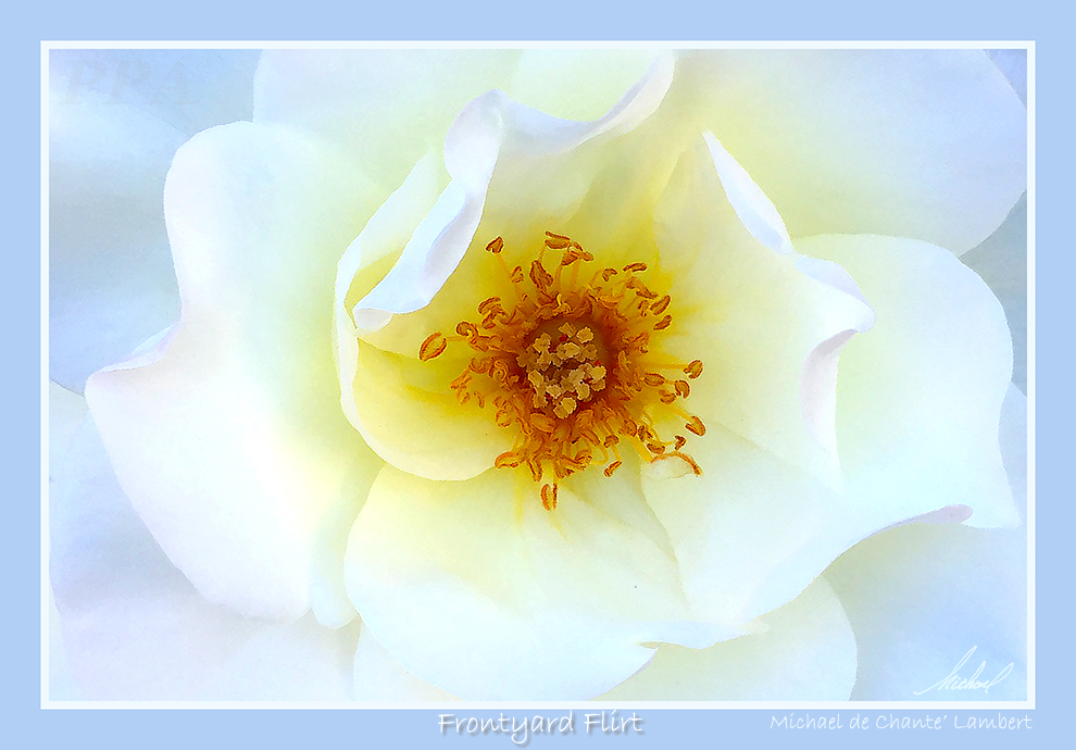 Macro Photography (30x21) 
Woodland, California
<< Frontyard Flirt >>