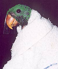 https://0901.nccdn.net/4_2/000/000/000/a9e/birdhatch2xx.jpg