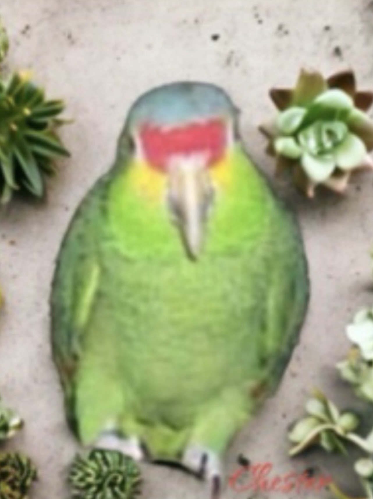Chester 