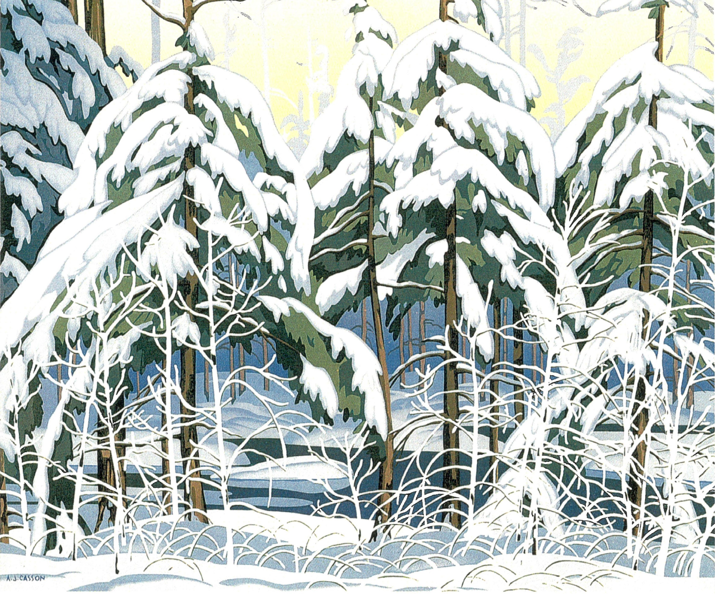 Snow Spruce