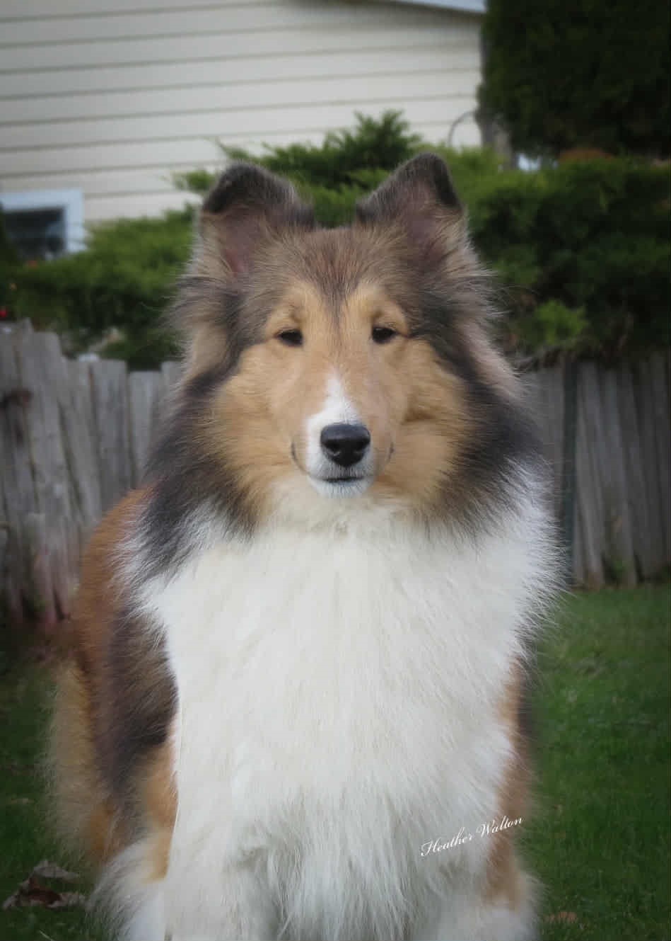 Aberdale's Midsummer Night Dream "Lizzy" Aberdale's Midsummer Night Dream "Lizzy"