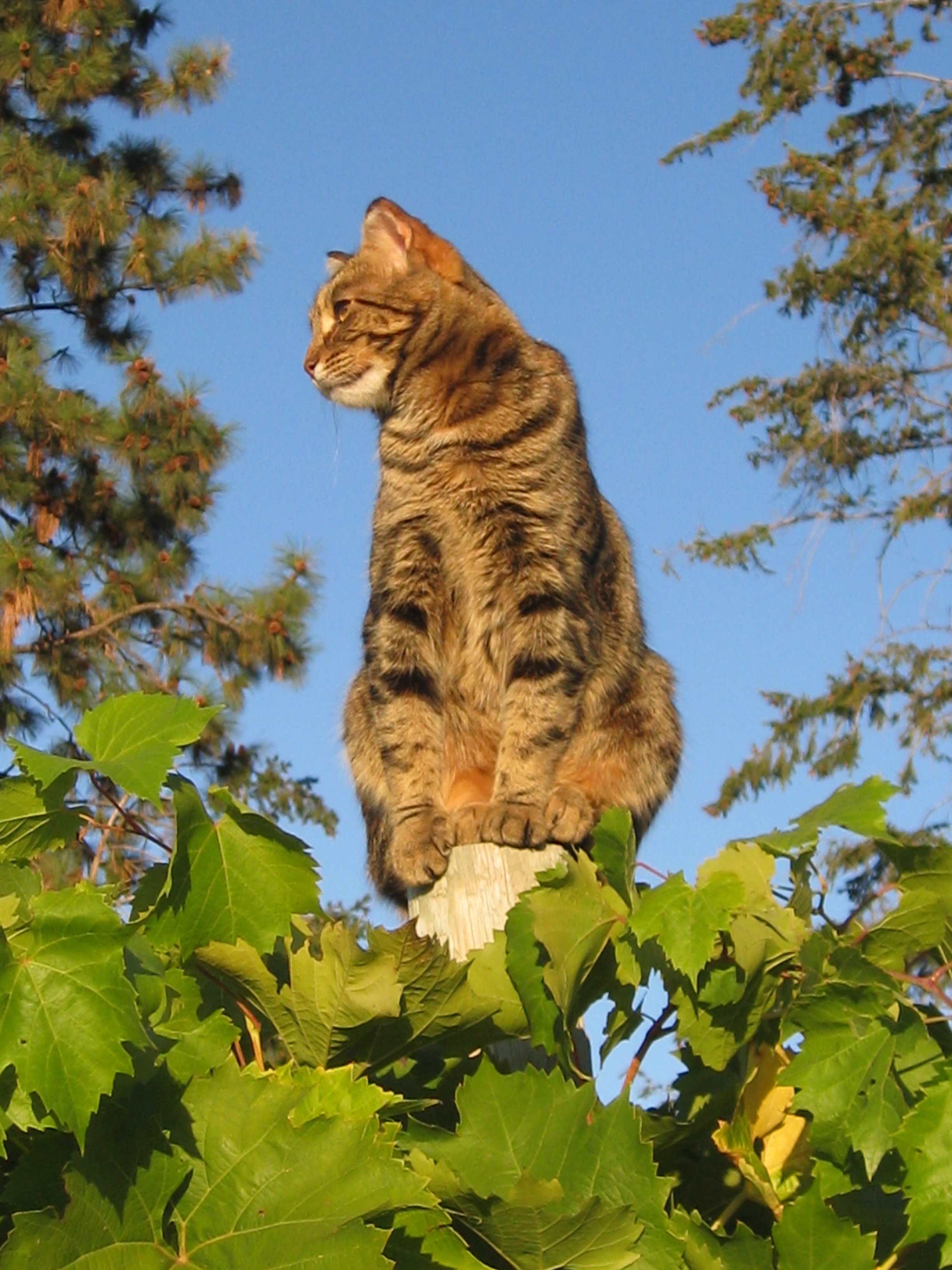 https://0901.nccdn.net/4_2/000/000/002/376/September-the-St-Hubertus---Oak-Bay-Vineyard-Cat.JPG