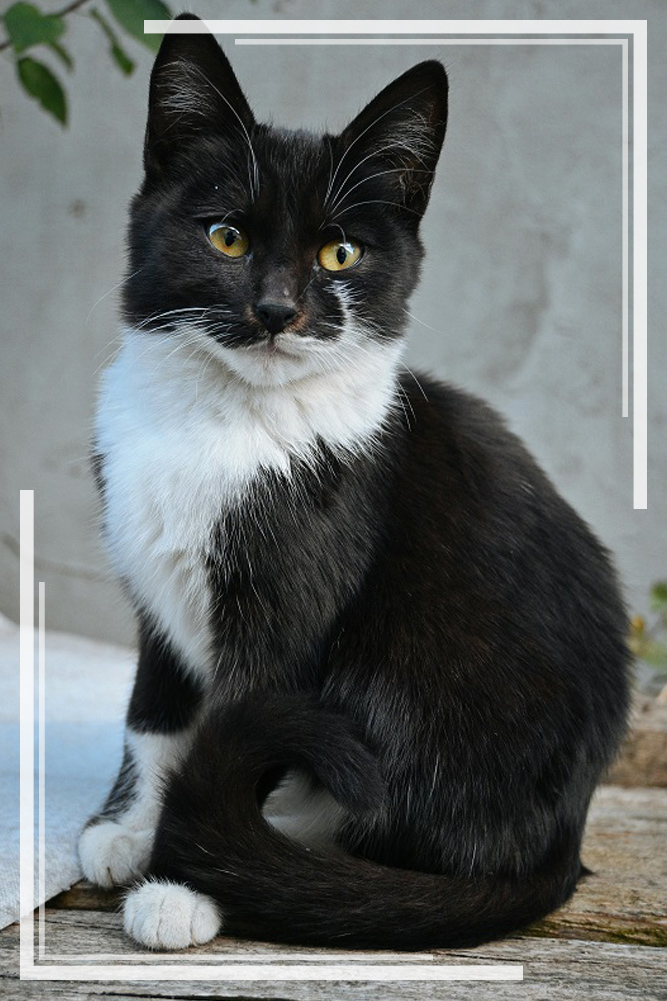 tuxedo cat