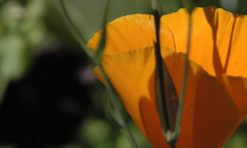 A Red and A Yellow Flower