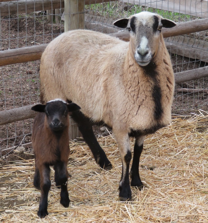 Big Rock Sissy & ram lamb