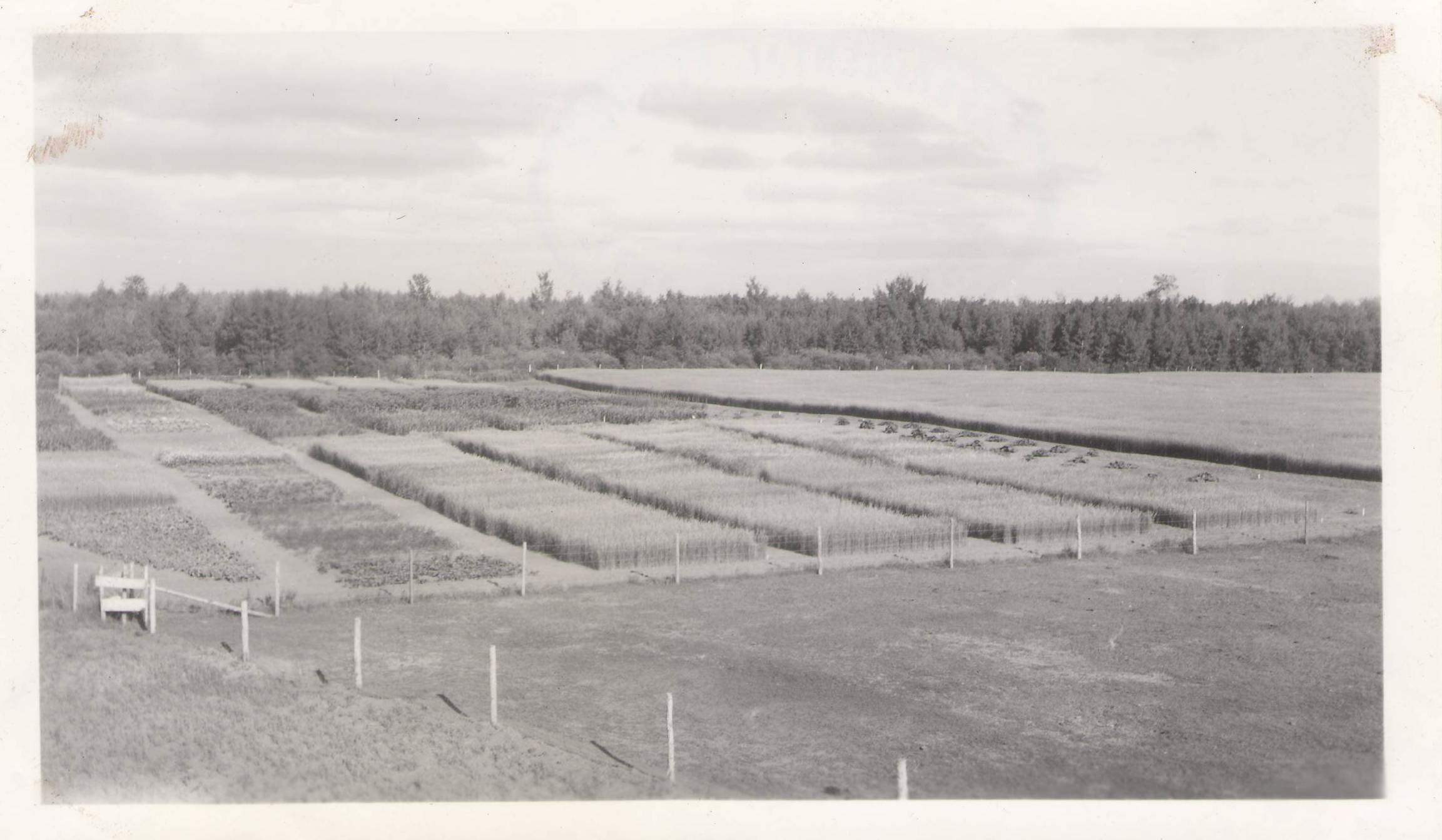 Plots at the Fort Vermilion Experimental Farm.
1993.04.31.06 / Agriculture Canada 

