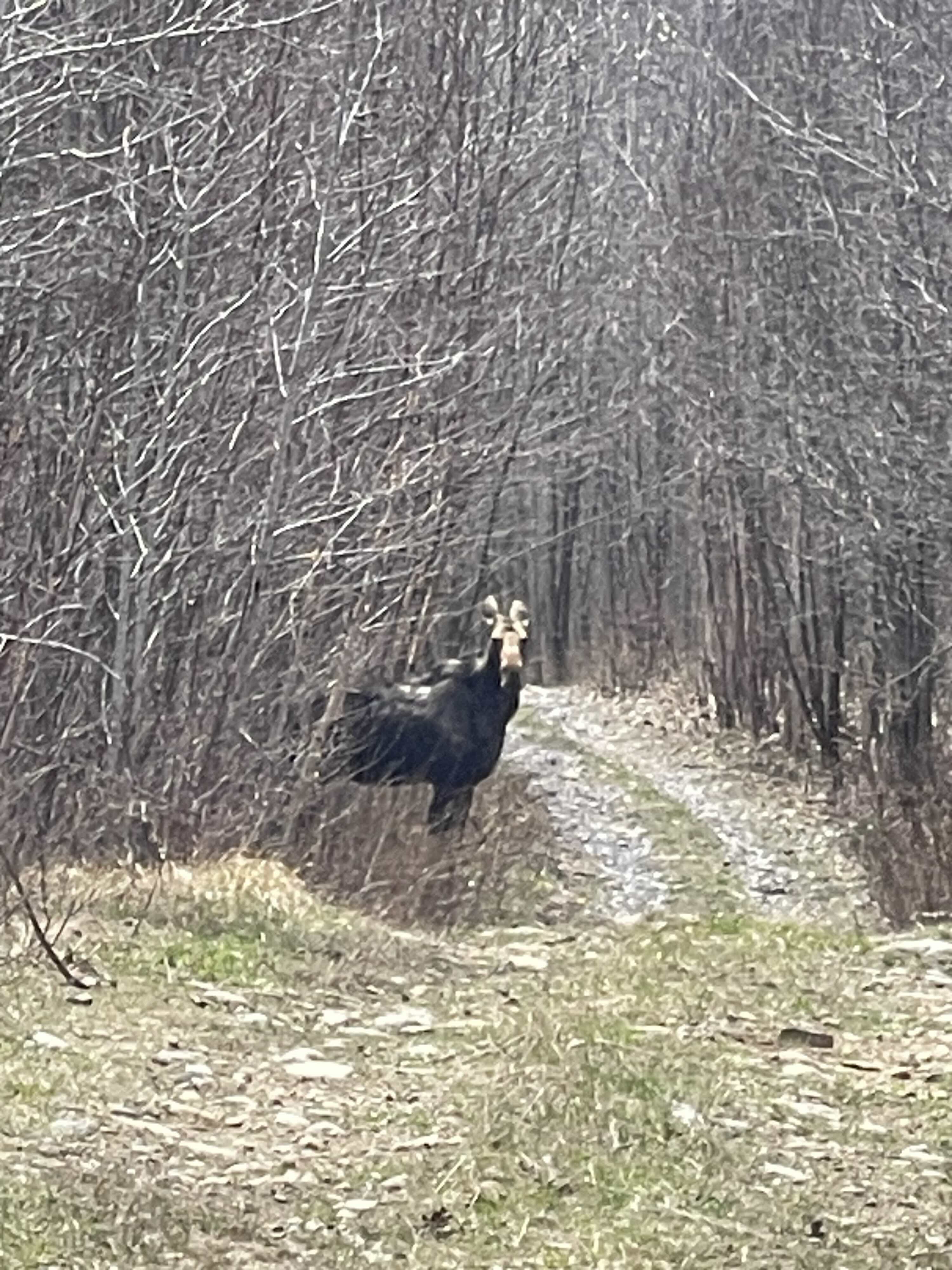 https://0901.nccdn.net/4_2/000/000/008/486/2025-guided-moose-hunting-ontario-copy.jpg