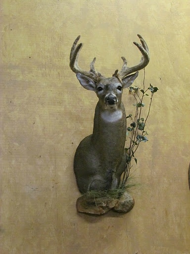 Deer Head