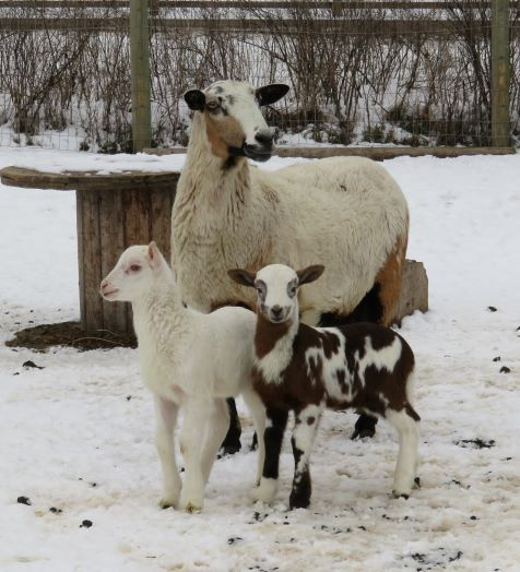 Big Rock Joy
 ram & ewe(Big Rock Mesa) 