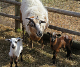 Sequoia
twin rams $300, $350