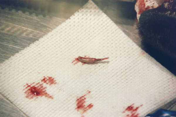 This is what was left of the baby tooth from the previous picture, abcess destroyed root