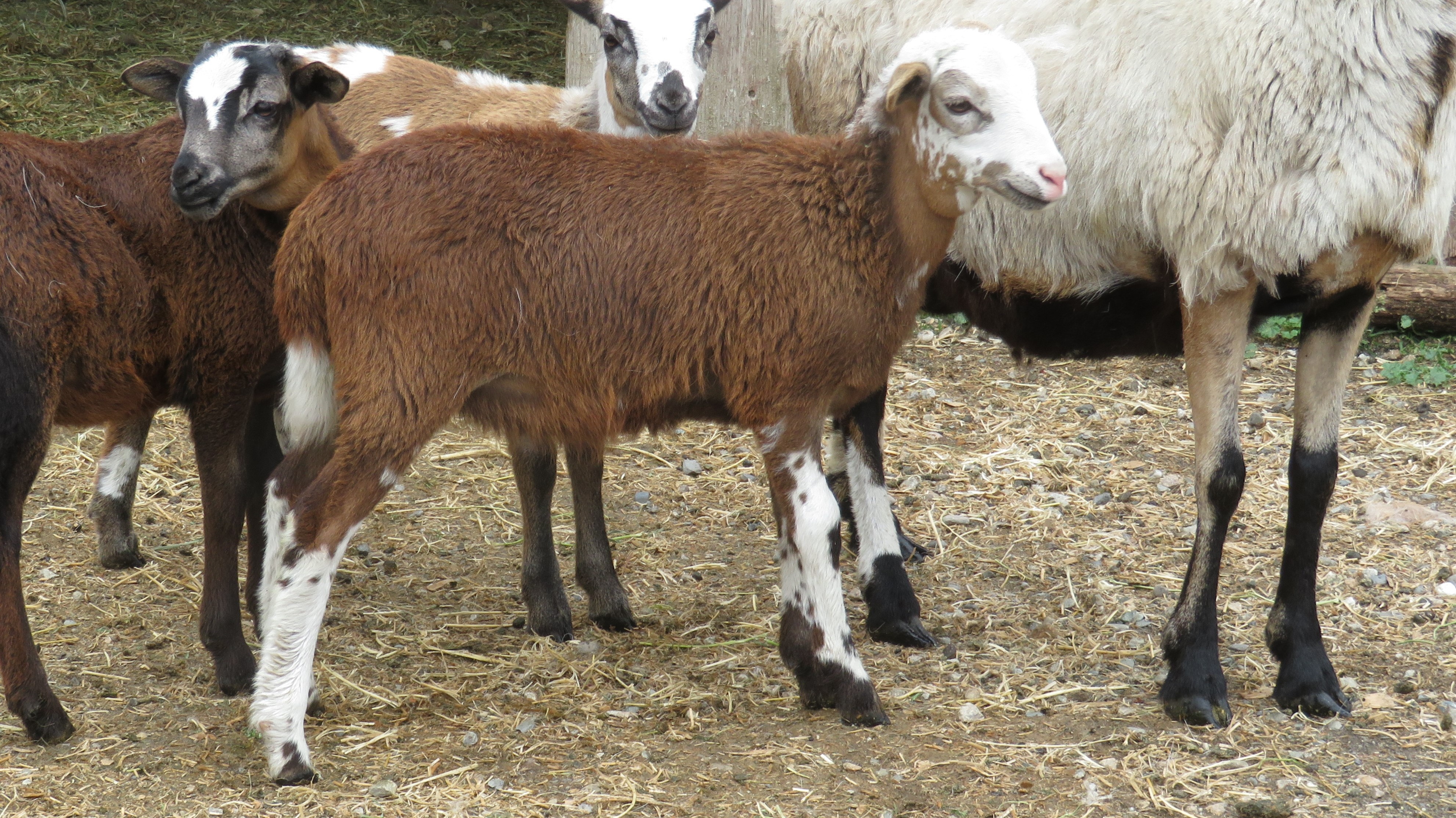 Beauty's ewe lamb 