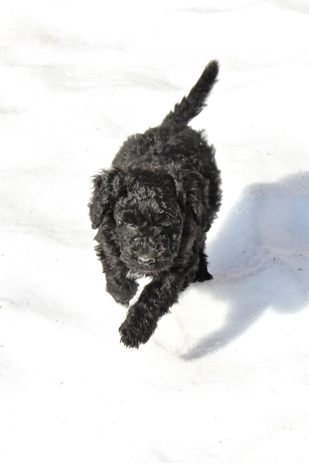 Fundy Bay Spanish Water Dogs Litters