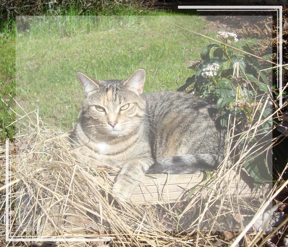 A cat laying outside in the grass