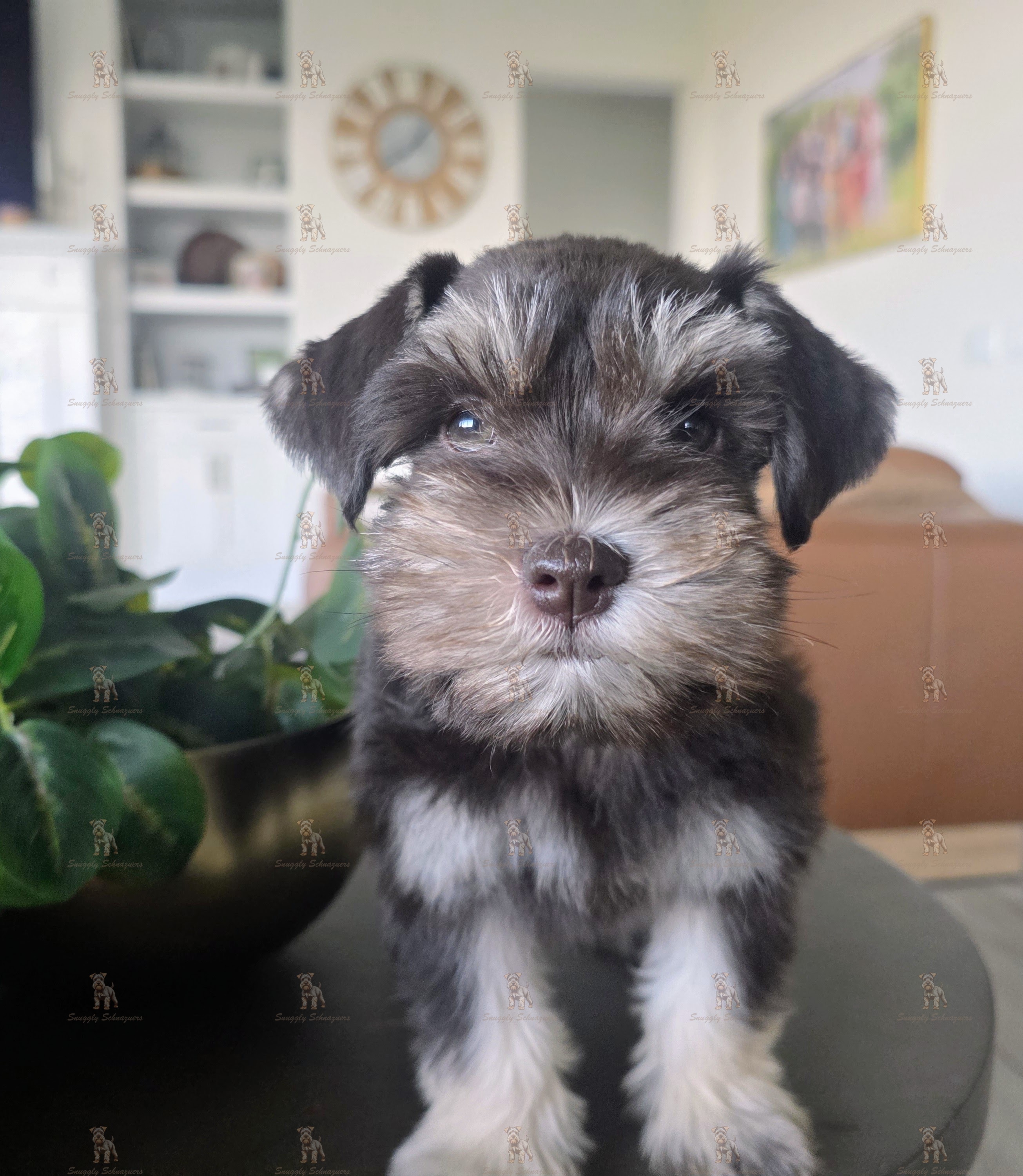https://0901.nccdn.net/4_2/000/000/008/486/lila1.jpg