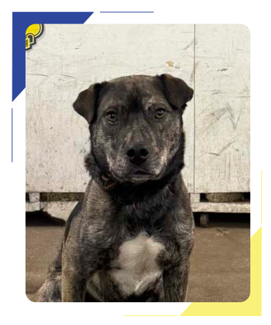 A photo of a dog named Oakley A photo of a dog named Oakley