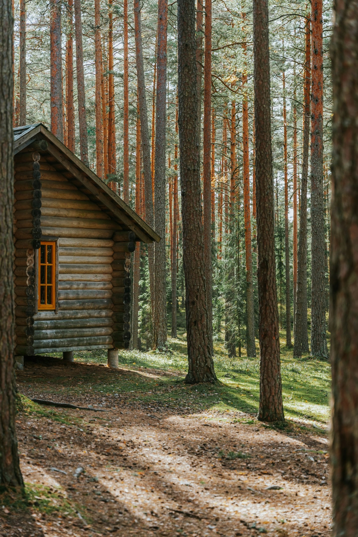 Cabaña de madera en un bosque de altos pinos con luz suave filtrándose a través de los árboles.