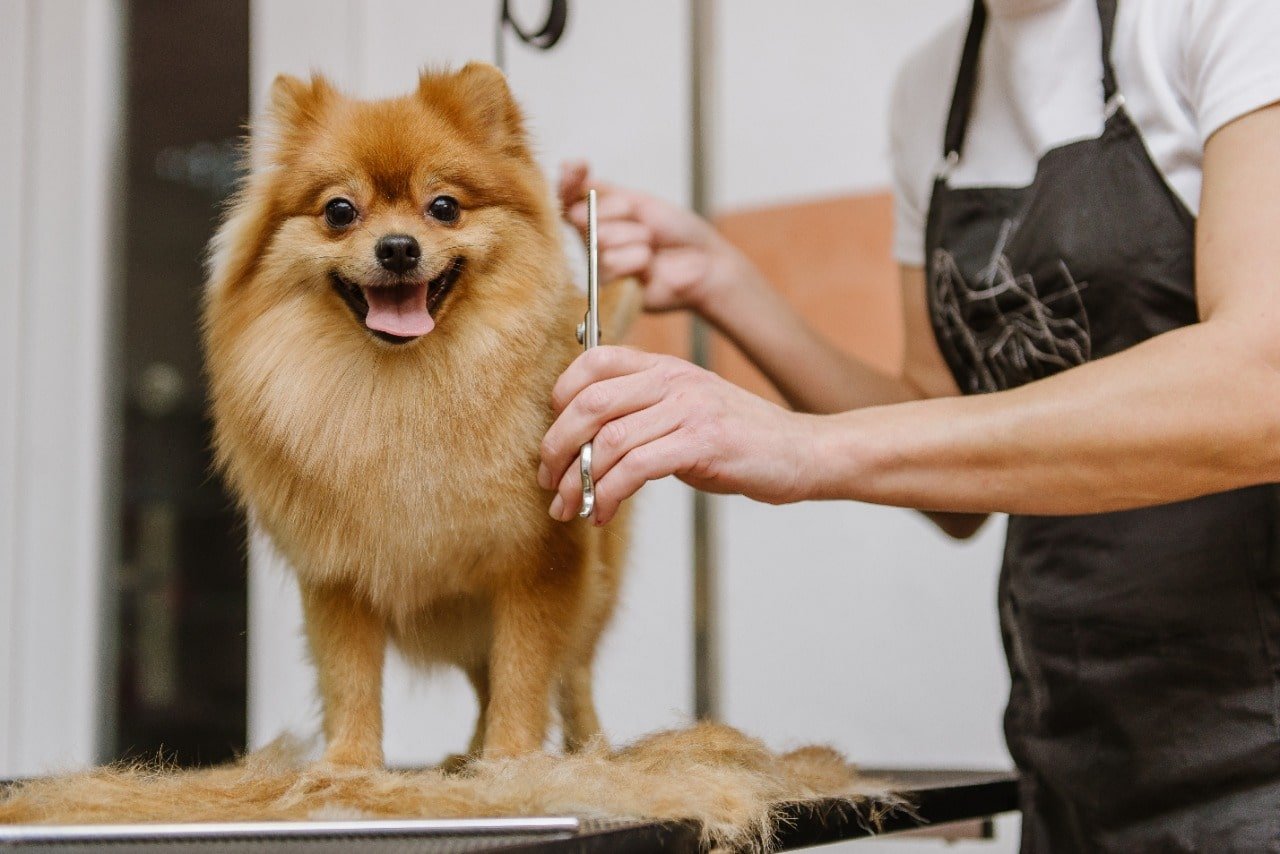 Grooming Dogs