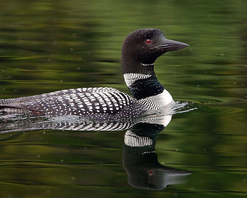 https://0901.nccdn.net/4_2/000/000/008/486/wildlife_03.jpg