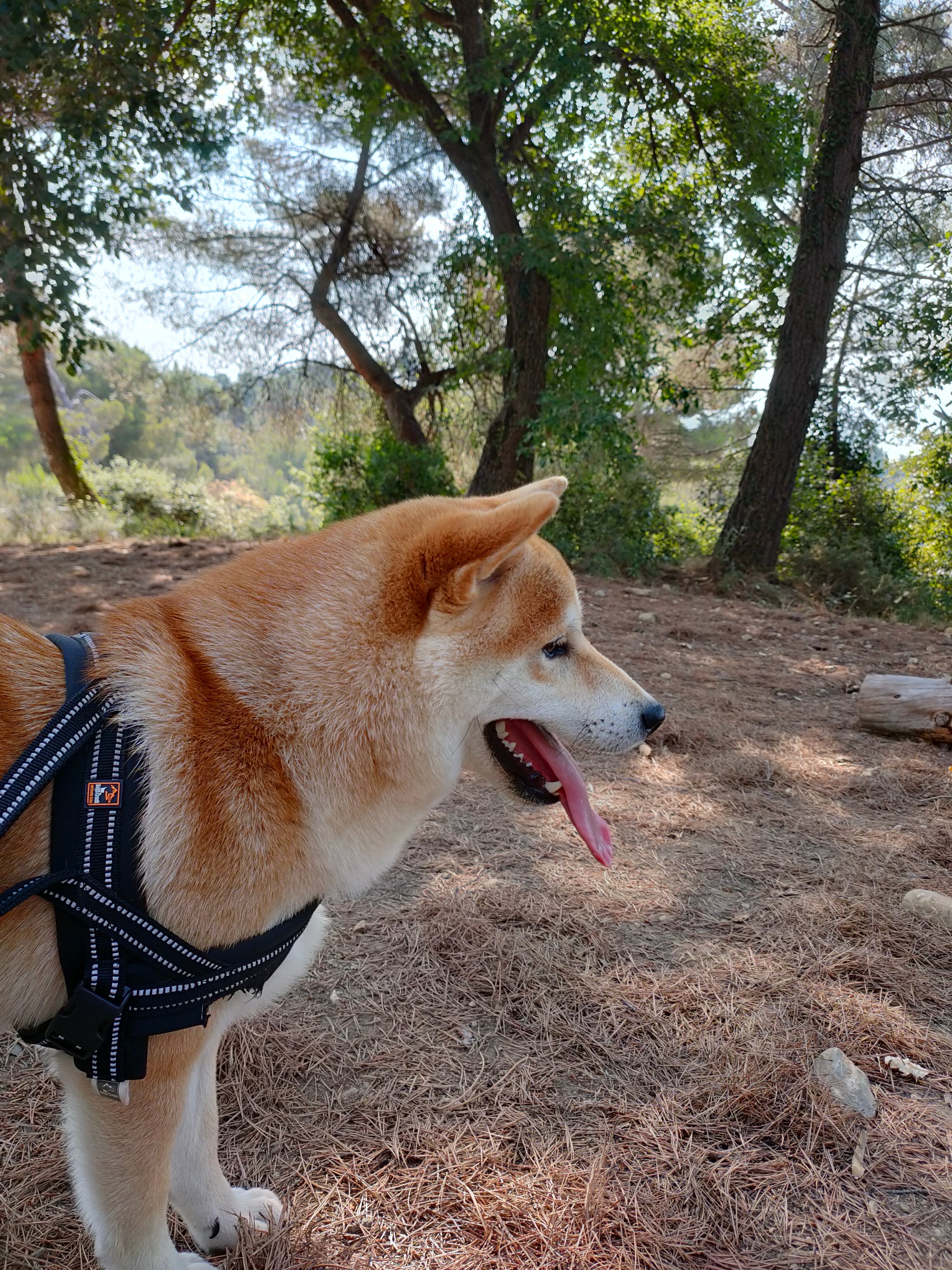 Un chien Shiba Inu avec un harnais noir en promenade dans une forêt ensoleillée.