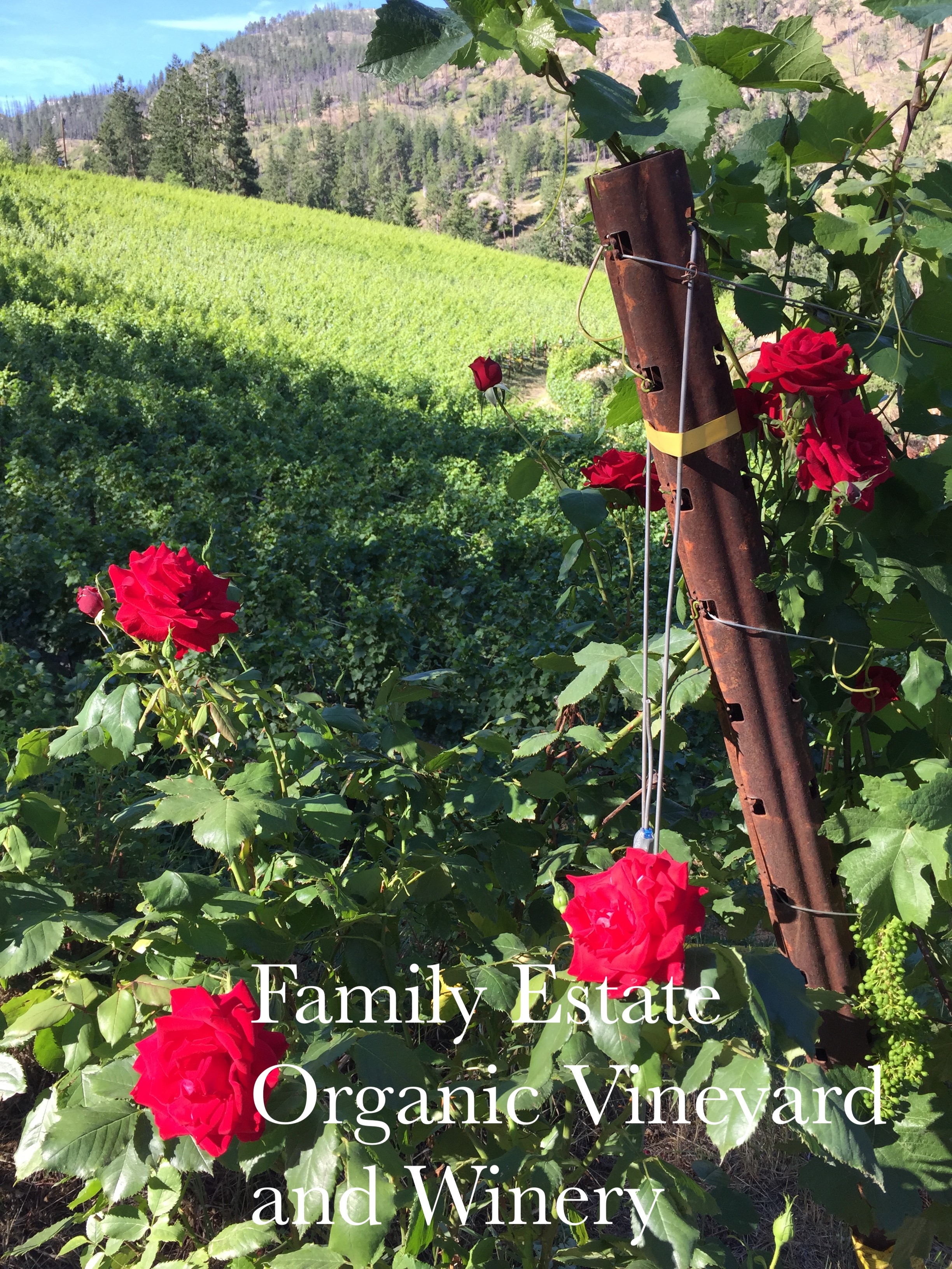 Organic Vineyard and Winery Organic Vineyard and Winery