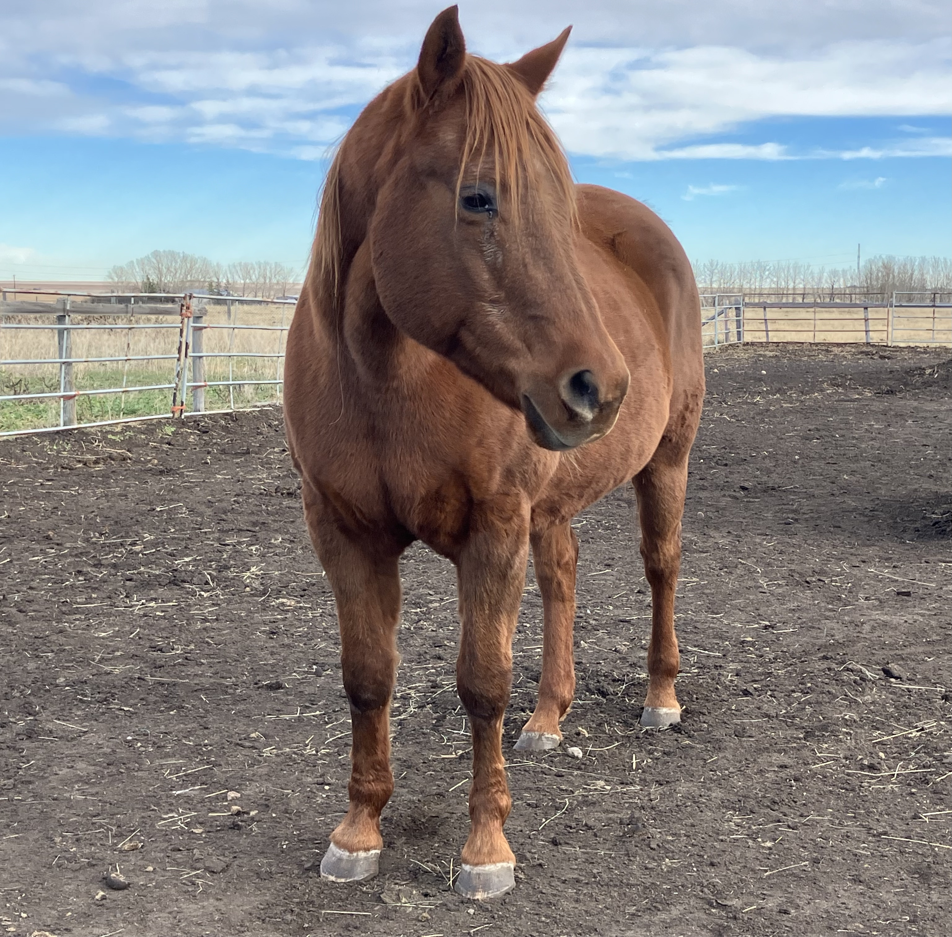 SIERRA - 2001 quarter horse mare who has some arthritis is her front right knee.