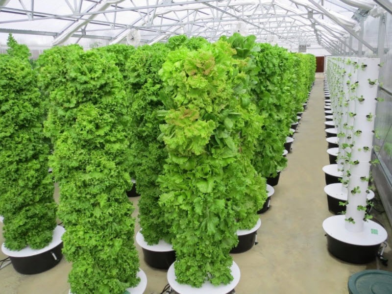 Vertical tower farm (95% less water use than in-ground)