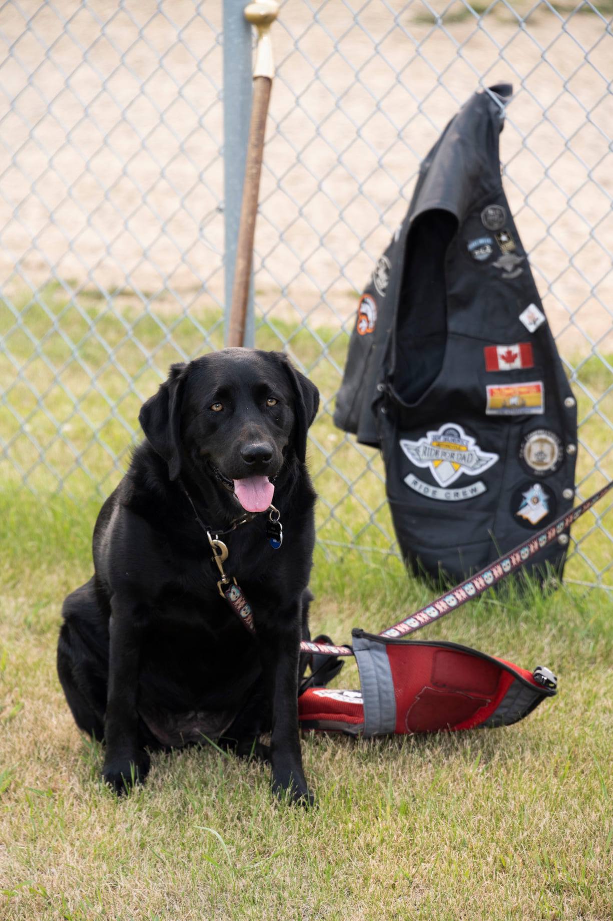 https://0901.nccdn.net/4_2/000/000/009/5c0/dog.jpg