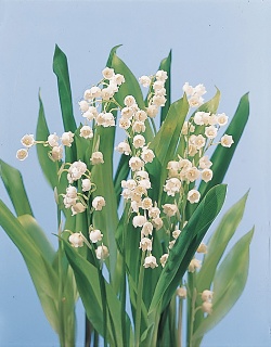 https://0901.nccdn.net/4_2/000/000/009/99c/lily-of-the-valley.jpg