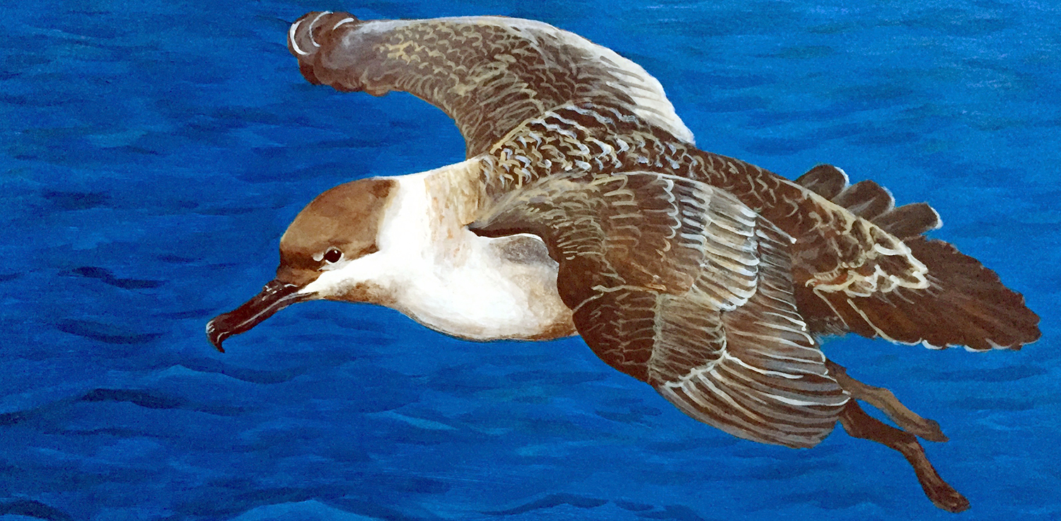 Greater Shearwater