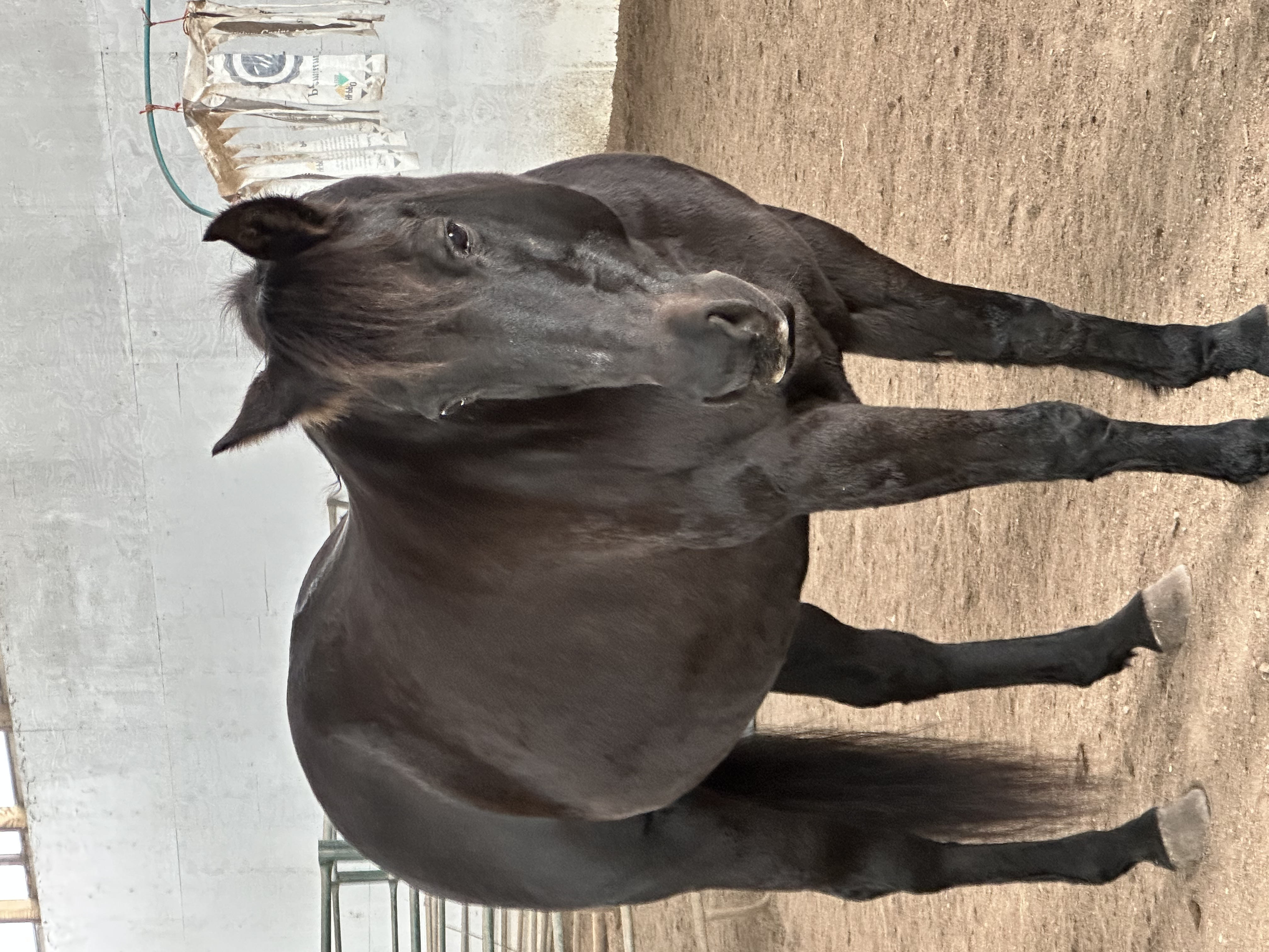 PROMISE - Oct 31/23. She was 27 yrs old and her heart was failing. We said goodbye to her before winter set in.