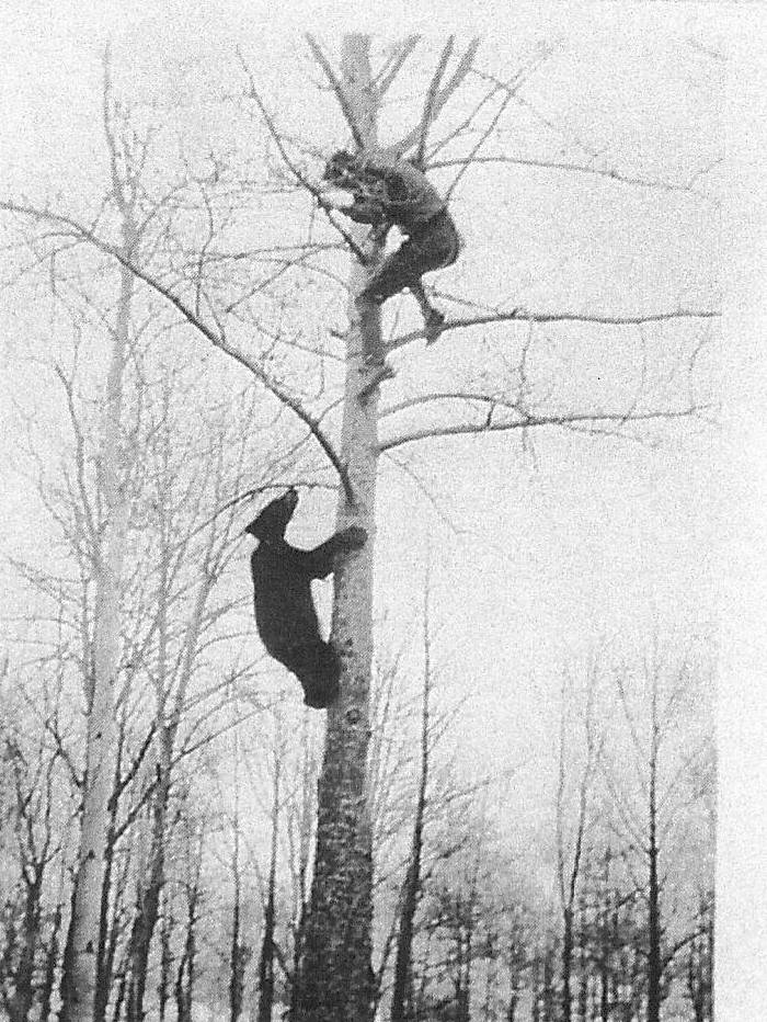 Black Bear chasing man up a tree.
2000.50.05 / Harrison David

