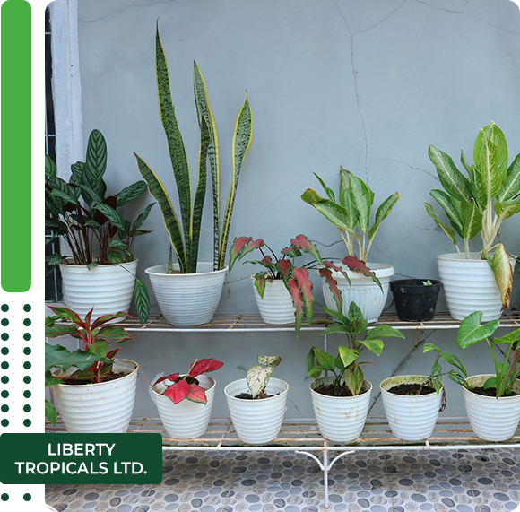 A row of beautiful tropical ornamental plants