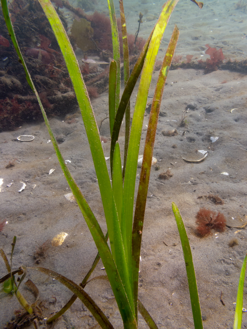 Eelgrass