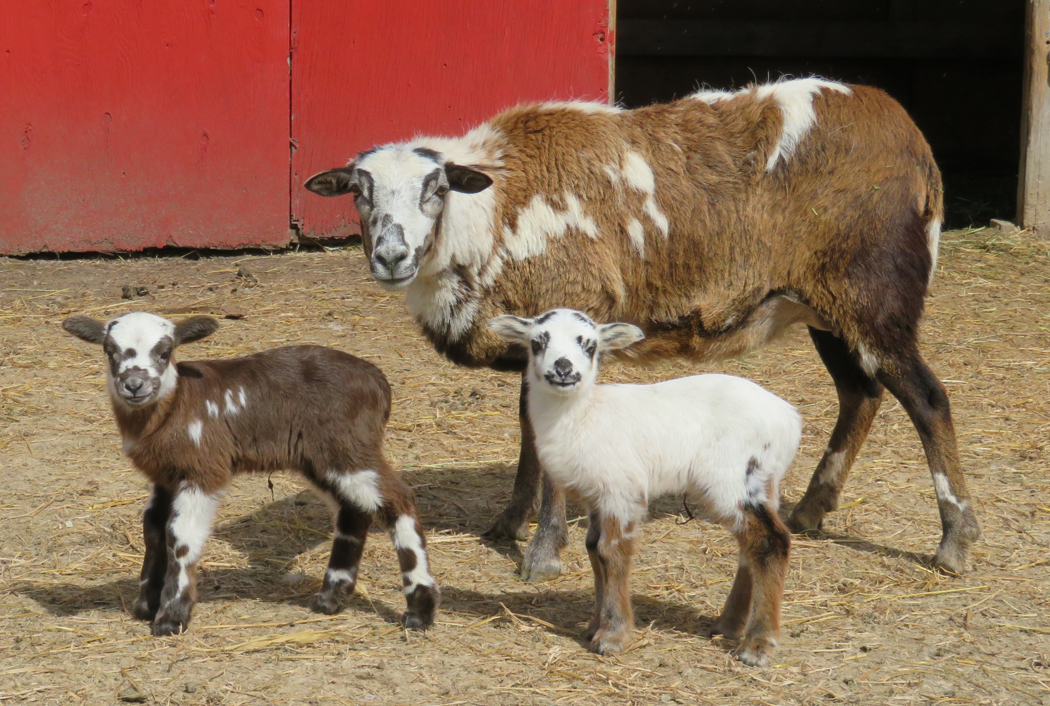 Big Rock Bella
twin ram lambs 