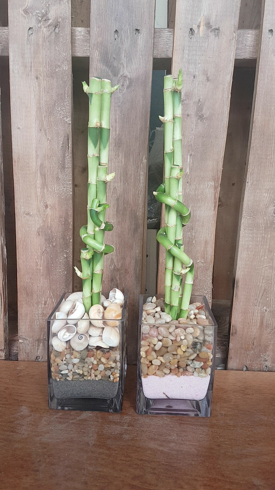 white knight philodendron Philodendron White Knight starter plant **(ALL plants require you to  purchase ANY 2 plants!)**