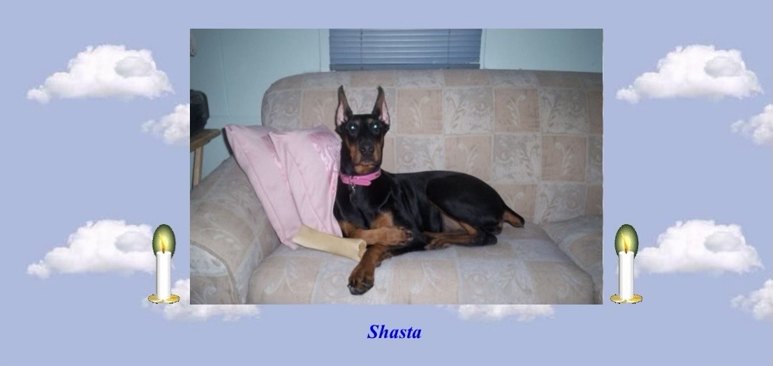 Shasta the most wonderful temperament dog I’ve ever had