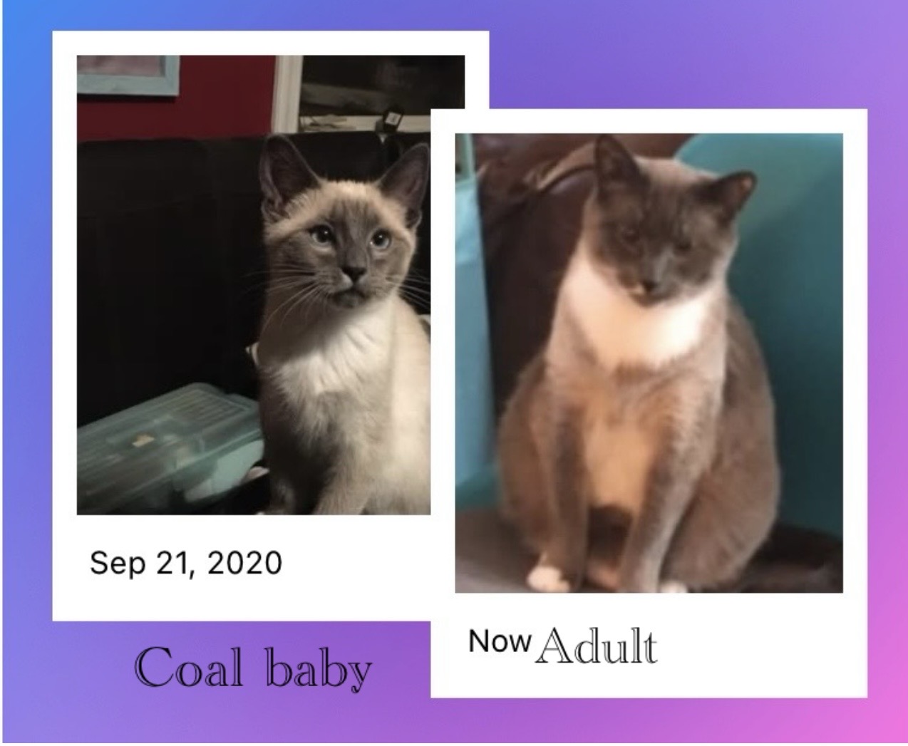 Coal as a baby and now a adult ❤️