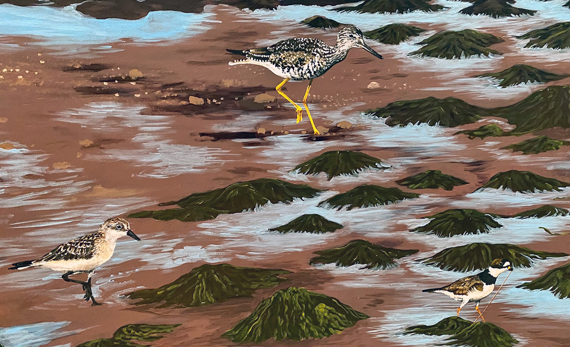 Greater Yellow-Legs, Semipalmated sandpiper, and Semipalmated Polver feeding at low tide