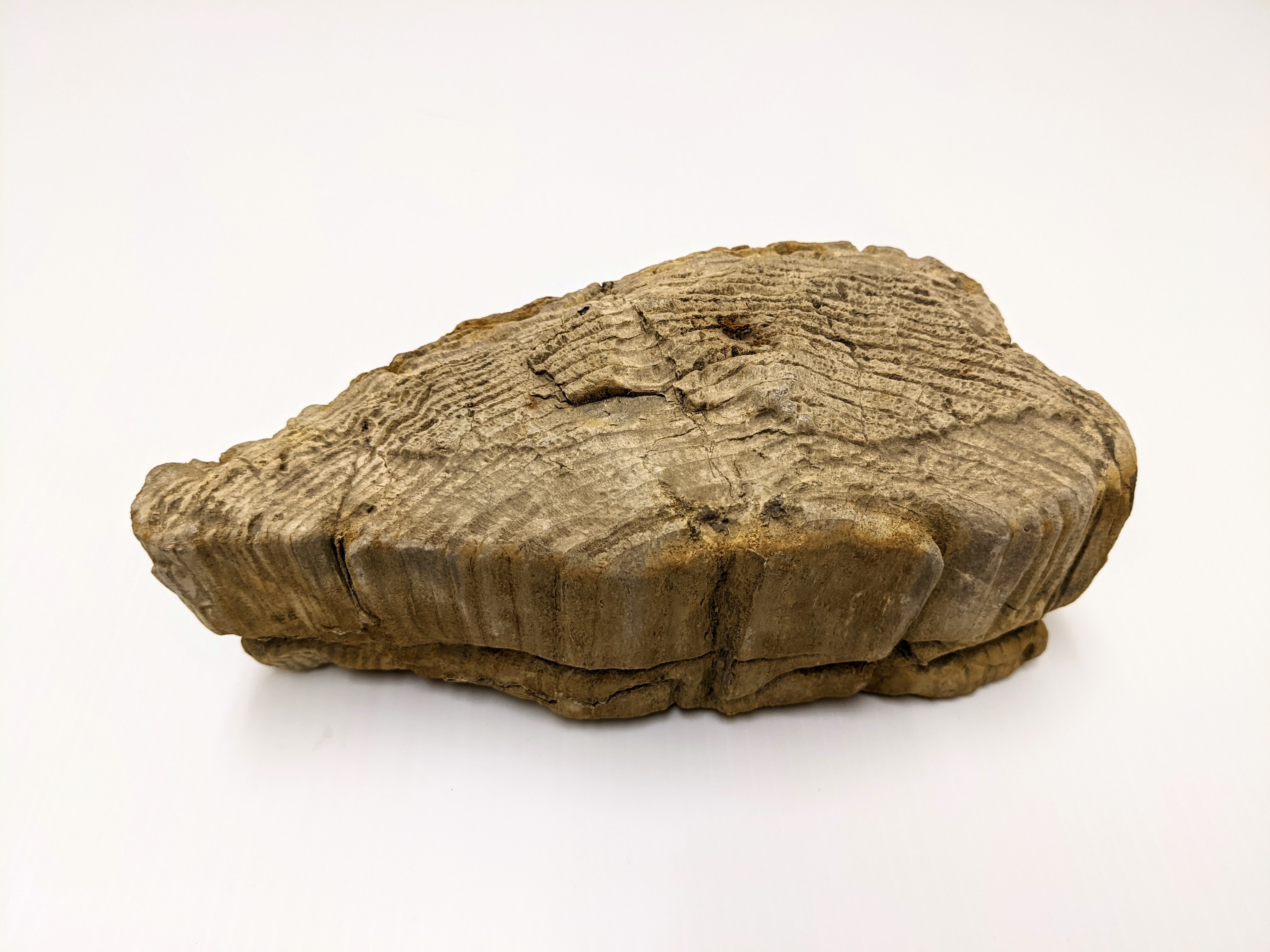 Today is "International Day of Forests" and as such, we have chosen an artifact from an ancient forest of Northern Alberta. This piece of Petrified Wood once stood as a living tree - enjoying a decade of great growing conditions as indicated by the large growth rings. The tree then found itself submerged in sediments at which point the organic wood material was slowly replaced with mineral deposits -forming a rock that bears the mold of the original tree! Petrified wood is considered a fossil and is the provincial stone of Alberta. It is commonly found along the banks of the Peace, Ponton and Caribou Rivers.
21/03/2022
2010.96.177 / Morin, Guy