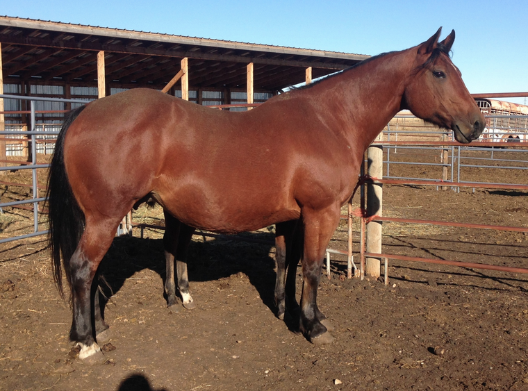 MANDY - July 13/24. She was well over 30 years old, and went down with severe colic. We had to say goodbye to her.