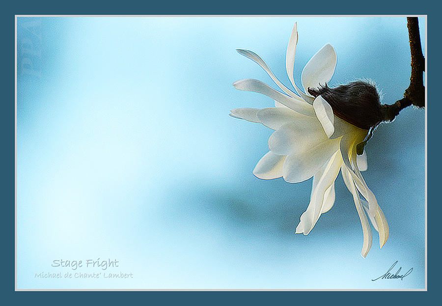 Telephoto Photography  (17x26)
Cottage Grove, Oregon
<< Stage Fright >>