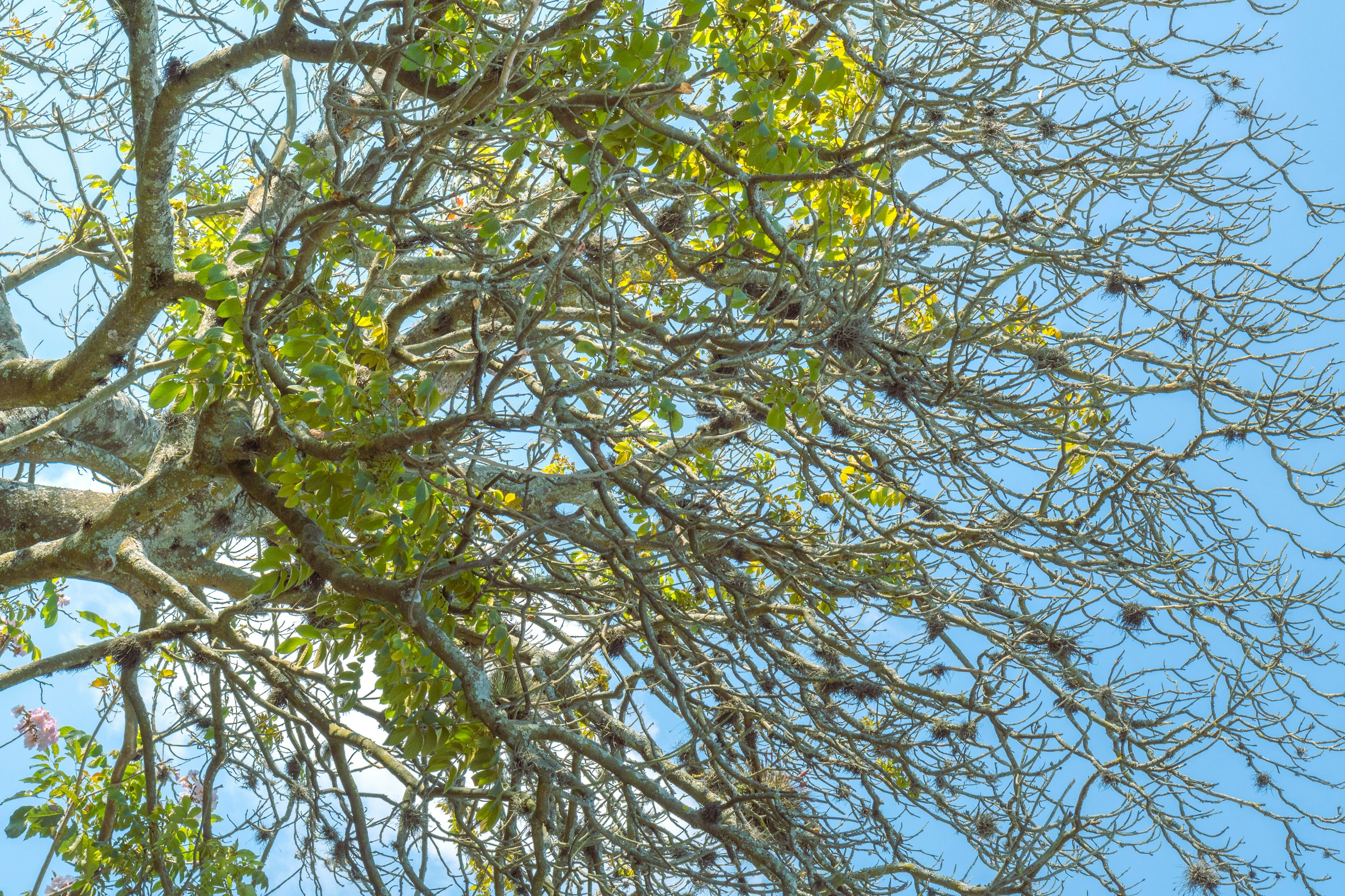 a bird is perched on a tree branch a bird is perched on a tree branch