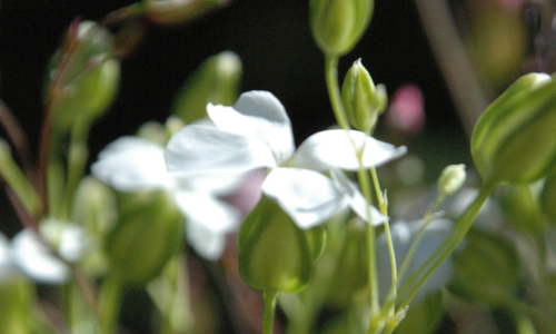 White Flowers