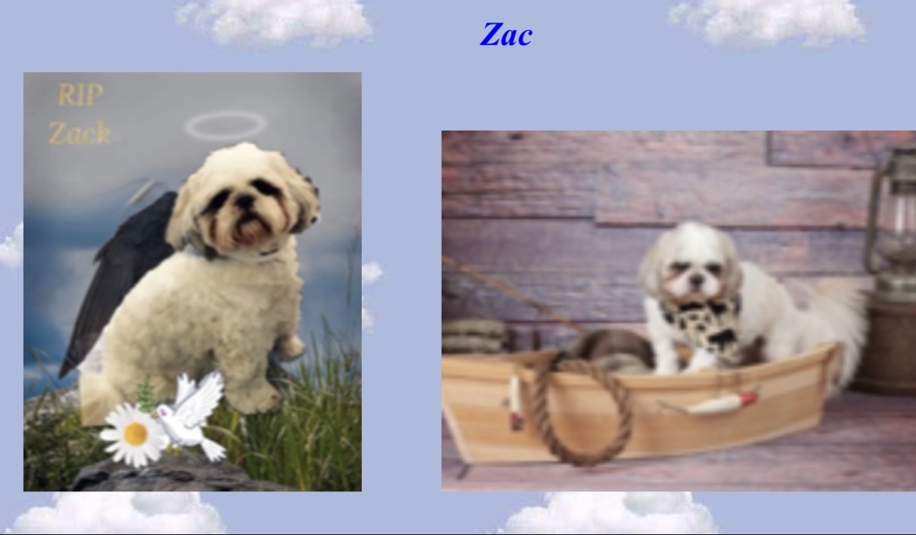 Zac, my sisters dog