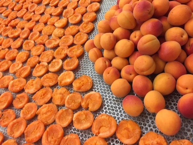 Apricots
