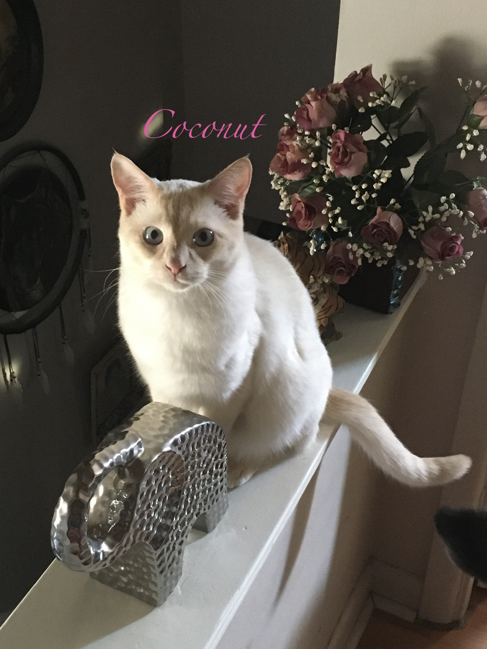 Coconut
