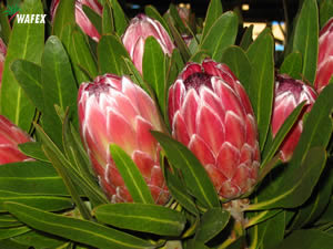 Protea